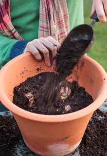 Plantation des bulbes de printemps en pot