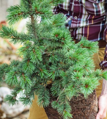 Russir la plantation des conifres