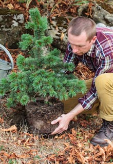 Russir la plantation des conifres