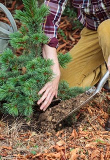 Russir la plantation des conifres