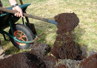 planter un bougainvillier en pleine terre