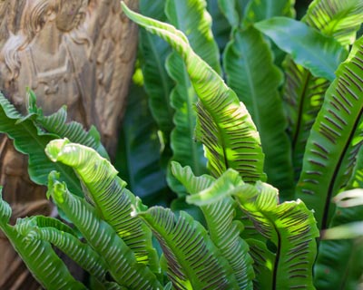 Plantation des fougres en pot