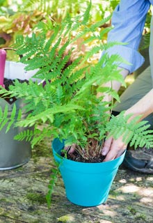 Plantation des fougres en pot