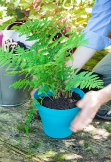 Plantation des fougres en pot