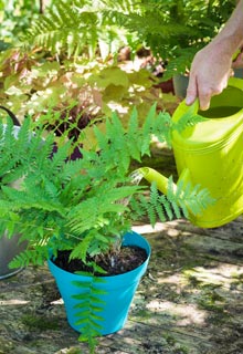 Plantation des fougres en pot