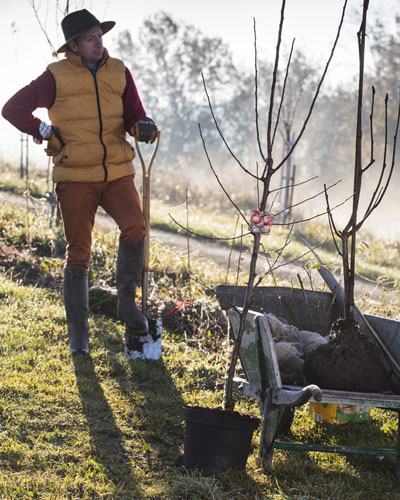 Plantation d'un arbre fruitier