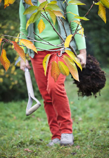 Plantation d'un arbre fruitier