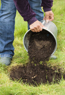 Plantation d'un arbre fruitier