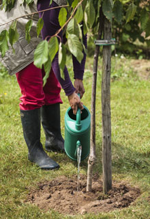 Plantation d'un arbre fruitier