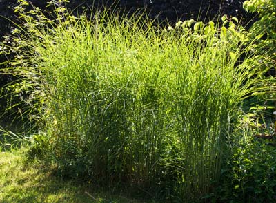 Plantation d'une haie de gramines