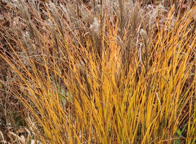 Plantation d'une haie de gramines