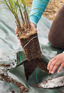 Plantation d'une haie de gramines