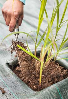 Plantation d'une haie de gramines