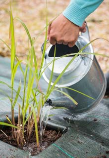 Plantation d'une haie de gramines