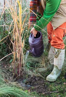 Plantation d'une haie de gramines