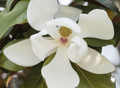 Installer un magnolia