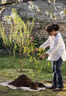 Installer un magnolia