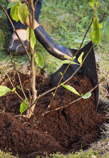 Installer un magnolia