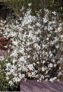 planter un magnolia en pot