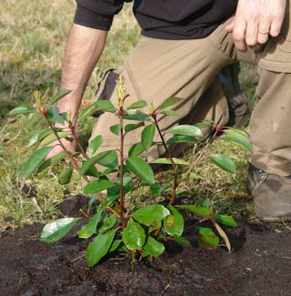 Plantation de plants en motte ou en conteneur