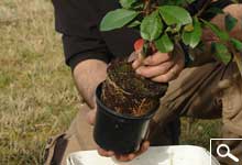 Plantao de plantas em torro ou em contentor