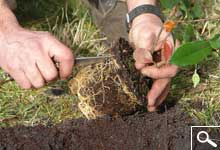 Plantao de plantas em torro ou em contentor