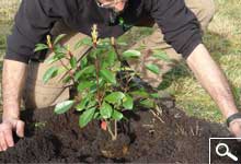 Plantao de plantas em torro ou em contentor