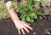 Plantao de plantas em torro ou em contentor