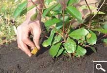 Plantao de plantas em torro ou em contentor