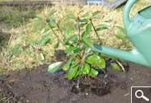 Plantao de plantas em torro ou em contentor