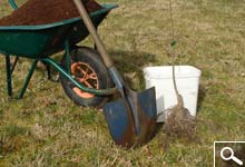 Planting bare rooted plants