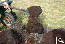 Planting bare rooted plants