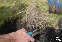 Planting bare rooted plants