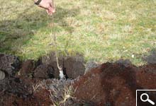 Planting bare rooted plants