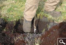 Planting bare rooted plants