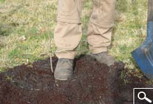 Planting bare rooted plants