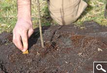 Planting bare rooted plants