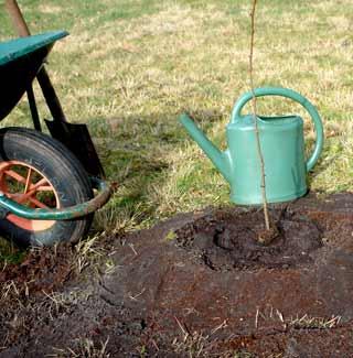 Plantation de plants  racines nues