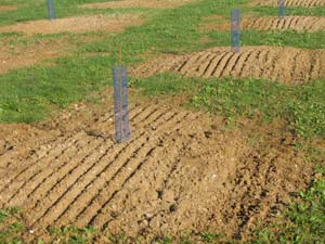 Plantacion de Plantas Truferas