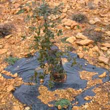 Plantao de plantas trufeiras