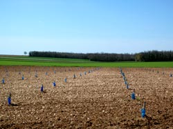 Plantation Truffe