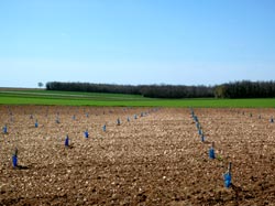 Plantao de plantas trufeiras