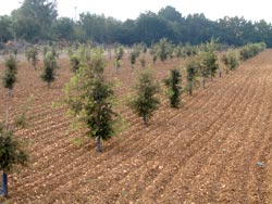 Truffle Plantation