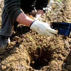 Plantao de plantas trufeiras