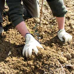 Plantacin de plantas truferas