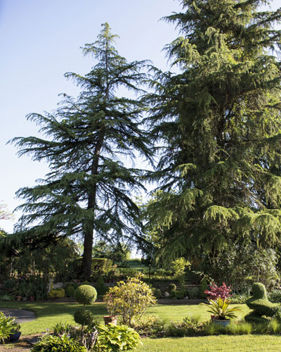 Plantation d'un arbre qui deviendra trs grand