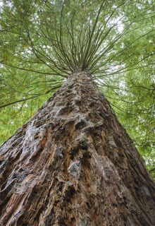 Plantation d'un arbre qui deviendra trs grand