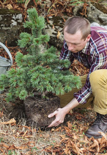 Plantation d'un arbre qui deviendra trs grand