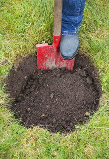 Plantation d'un arbre qui deviendra trs grand