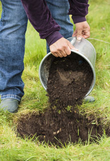 Plantation d'un arbre qui deviendra trs grand